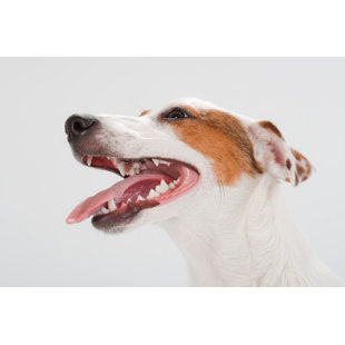 Jack russell hot sale snoring